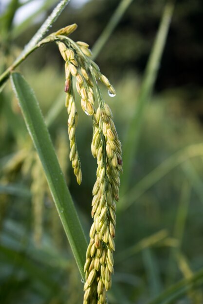 pico de arroz no campo de arroz no outono