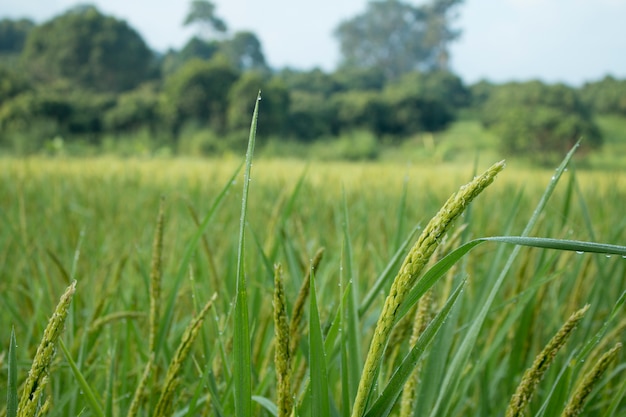 pico de arroz no campo de arroz no outono