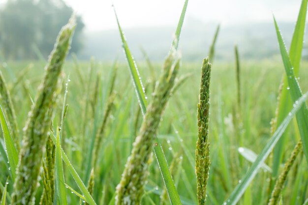 pico de arroz no campo de arroz no outono