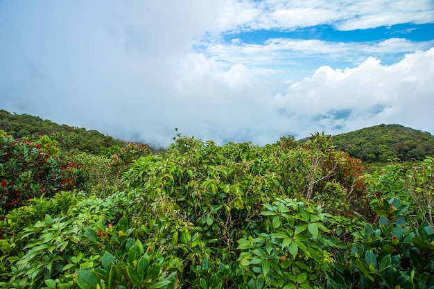 Pico de montanha na floresta tropical e mais nublado