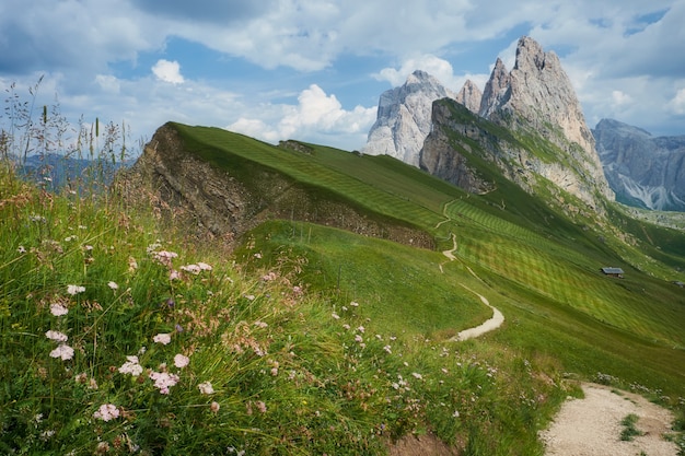 Pico de seceda com algumas flores em primeiro plano, dolomitas