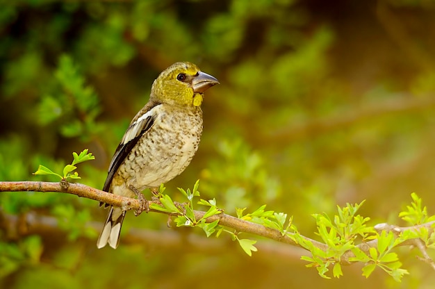 Foto el pico grande es una especie de ave paseriforme de la familia fringillidae.