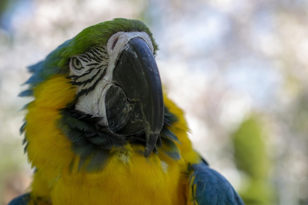 El pico de un loro