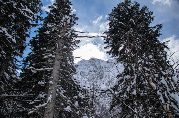 El pico de la montaña nevada detrás de las ramas de los pinos