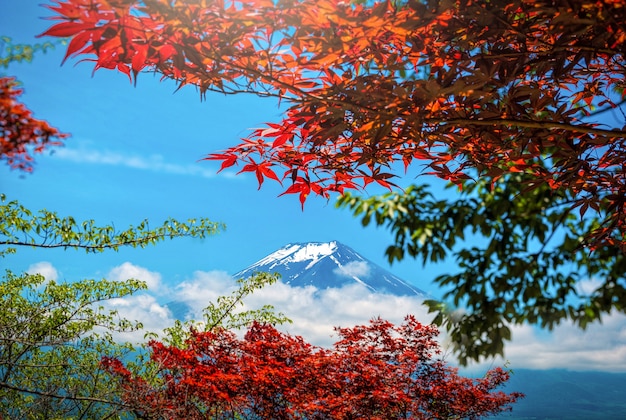 El pico del monte Fuji con hojas rojas y verdes en la primavera durante el día en Japón