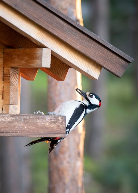 Pico picapinos come semillas en un comedero para pájaros de madera