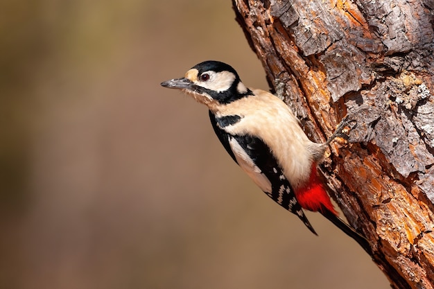 Pico picapinos, dendrocopos major, agarrándose a un árbol diagonal boca abajo. Pájaro acrobático en el tronco de un árbol iluminado por el sol en la naturaleza de invierno