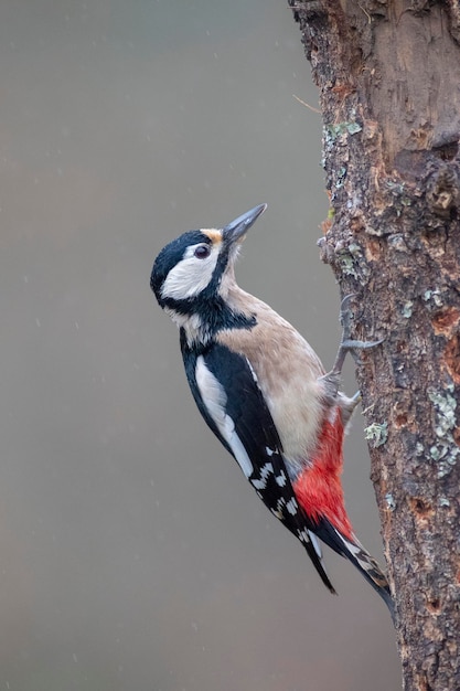 Pico picapinos (Dendrocopos major) León, España