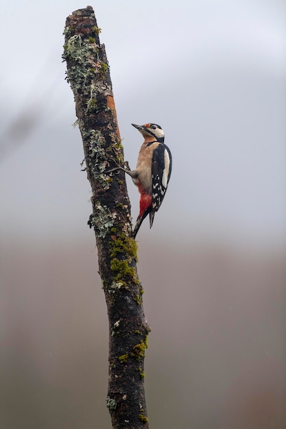 Pico picapinos (Dendrocopos major) León, España