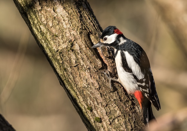 Foto pico picapinos, dendrocopos major, pájaro macho sentado en el tronco de un árbol en primavera