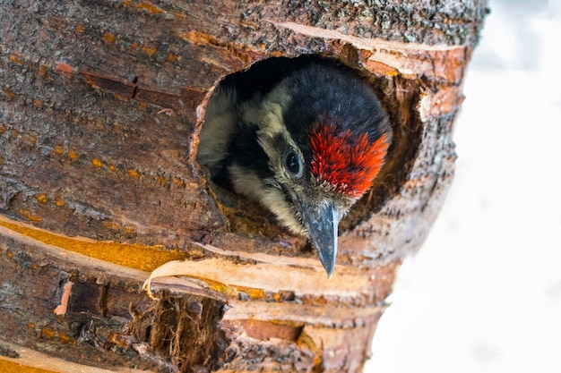 Pico picapinos juvenil mira desde el nido hueco