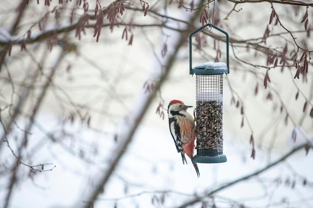 Pico picapinos, Leiopicus medius, Dendrocopos medius en un comedero para pájaros en invierno en la nieve