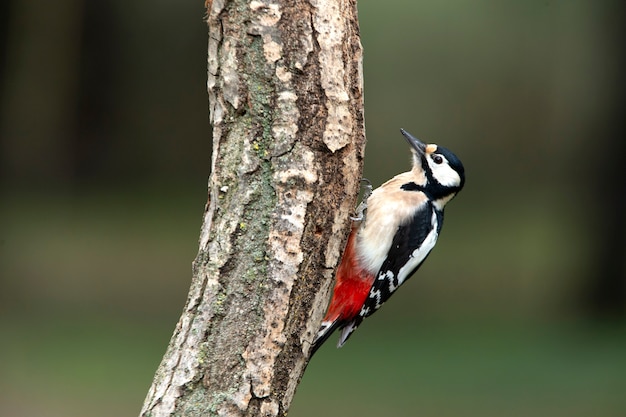 Pico picapinos macho adulto con las últimas luces de la tarde de un día de invierno en un bosque de pinos