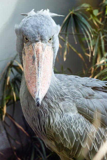 El pico de zapato (Balaeniceps rex) con pico, similar a un zapato de madera. De cerca.