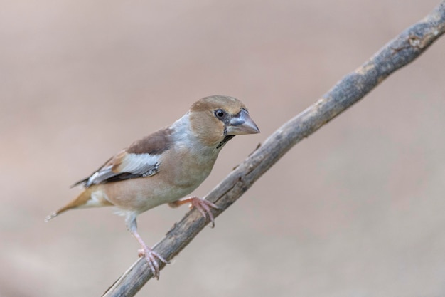 Picogordo (Coccothraustes coccothraustes) Córdoba, España