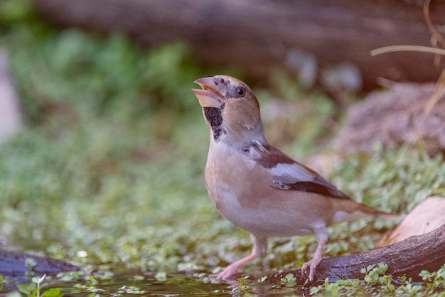 Picogordo (Coccothraustes coccothraustes) Córdoba, España