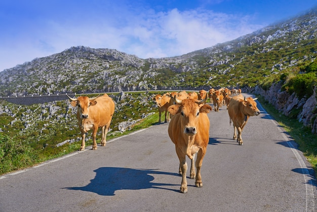 Picos de Europa em Astúrias vacas na estrada Espanha