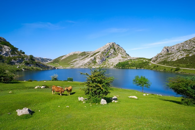 Picos de Europa Enol lago nas Astúrias Espanha