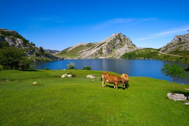 Picos de Europa Enol See in Asturien Spanien