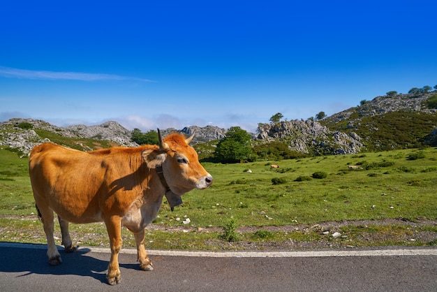 Picos de Europa in Asturien Kühe auf der Straße Spanien