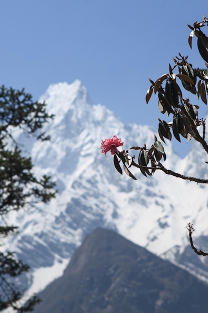 Picos de montanha cobertos de neve emoldurados por árvores, Himalaia, Bimthang