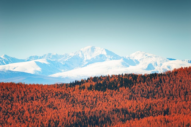 Picos de montanhas cobertas de neve e floresta de outono amarela. Vista do cume do Norte-Chuya em Altai, Sibéria, Rússia