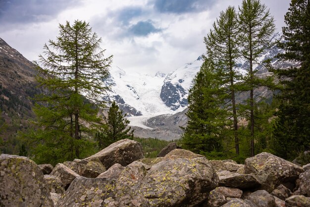 Picos de neve e floresta da paisagem montanhosa