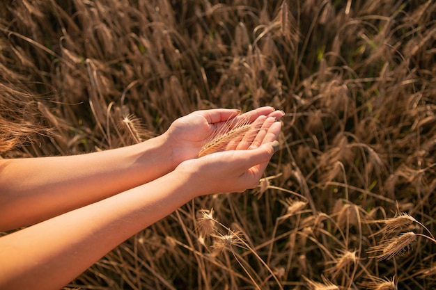 Foto picos de trigo nas mãos das mulheres