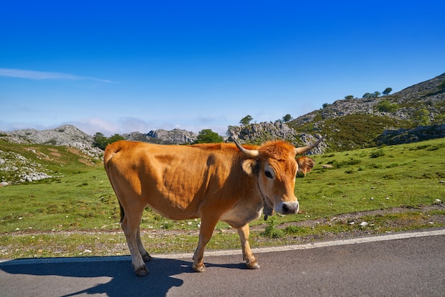 Picos de Europa en Asturias vacas en la carretera España