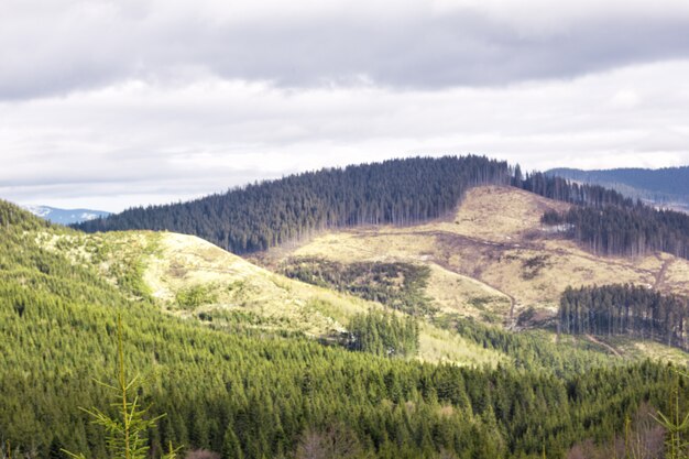 Picos de montaña con bosque talado