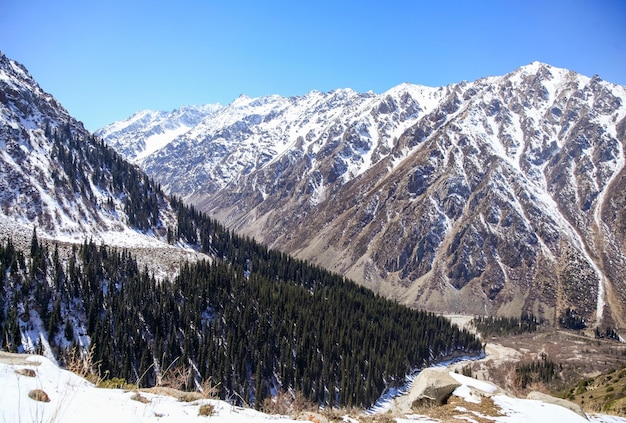 Picos de montaña cubiertos de nieve y abetos en las colinas