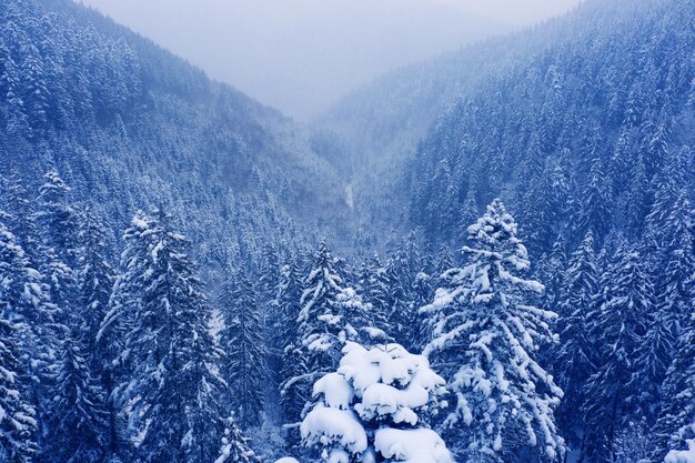 Picos montañosos nevados y bosques de coníferas. Maravilloso bosque de invierno en las montañas.