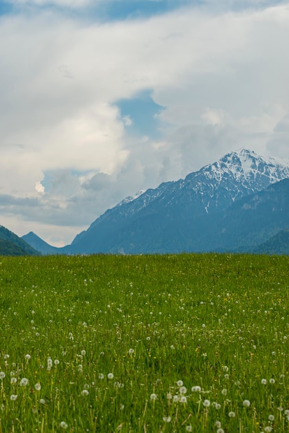 Picos nevados dos Cárpatos romenos vistos de um prado com flores