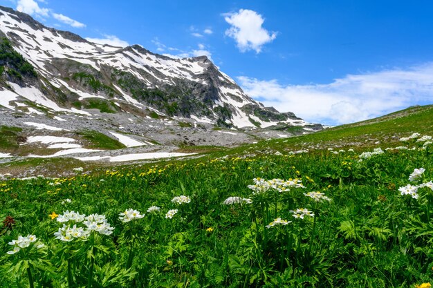 Los picos nevados de las montañas en el bosque tropical las montañas alpinas y los prados