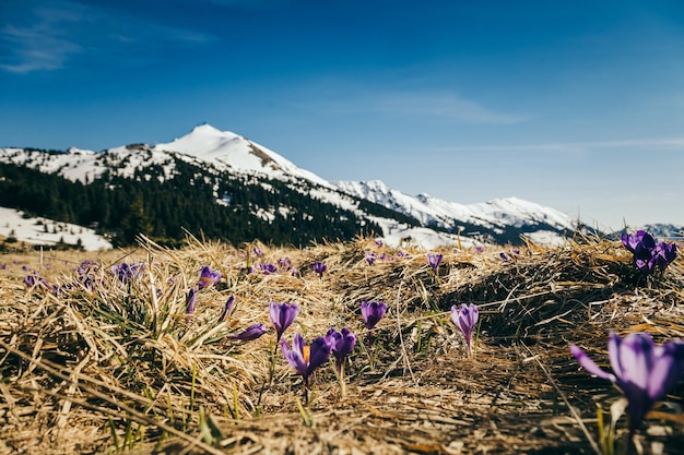 Picos nevados en las montañas flores púrpura primavera