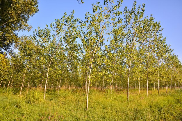 Picture Photo of Green High Pine Tree View