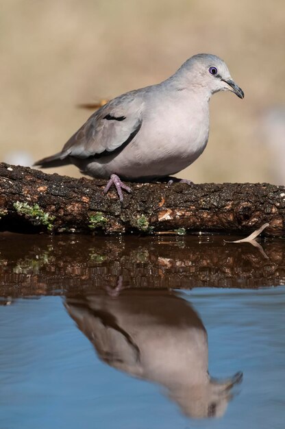 Picui Ground Dove em Calden ambiente florestal La Pampa província Argentina Patagônia