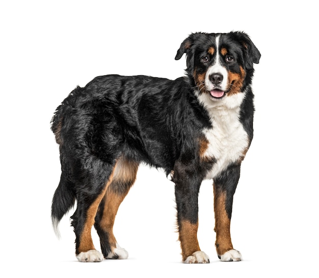 Pie Bernese Mountain Dog, aislado en blanco