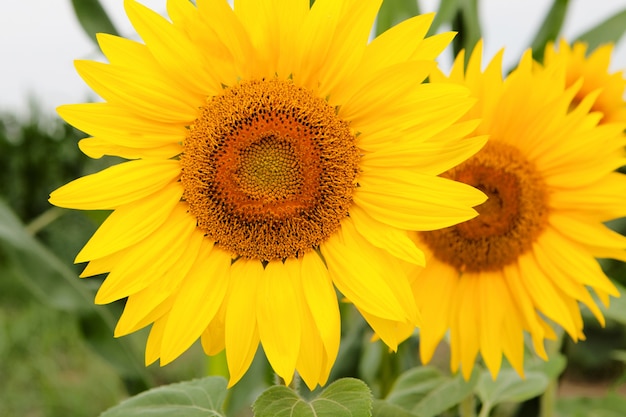 De pie girasol alto con un amarillo brillante