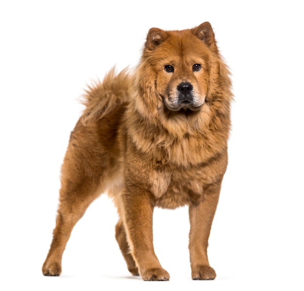 Pie de perro Chow-Chow