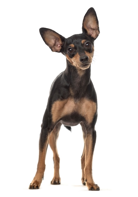 Pie de perro pinscher miniatura