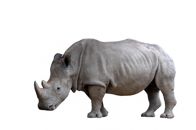 Pie de rinoceronte aislado sobre fondo blanco.