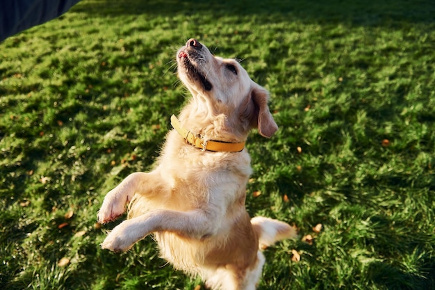 De pie sobre las piernas Hermoso perro Golden Retriever tiene un paseo al aire libre en el parque