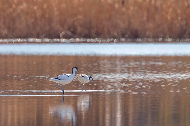 Pied Avocet en agua en busca de alimento (Recurvirostra avosetta) Ave zancuda blanco y negro