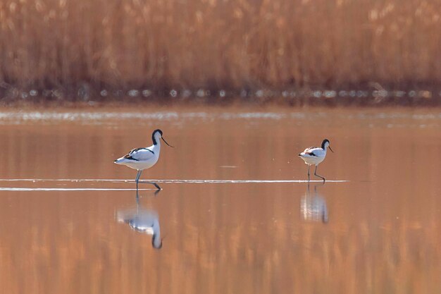 Pied Avocet en agua en busca de alimento (Recurvirostra avosetta) Ave zancuda blanco y negro