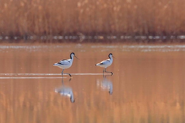 Pied Avocet en agua en busca de alimento (Recurvirostra avosetta) Ave zancuda blanco y negro