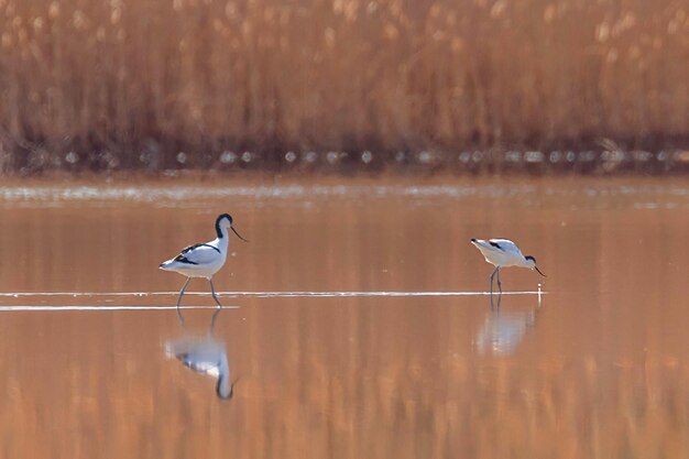 Pied Avocet na água em busca de comida (Recurvirostra avosetta) Pássaro pernalta preto e branco