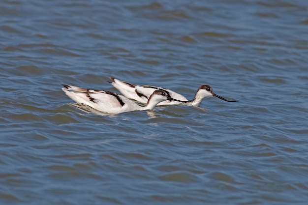 Pied Avocet Recurvirostra avosetta Schöne Vögel von Thailand in den Teichen