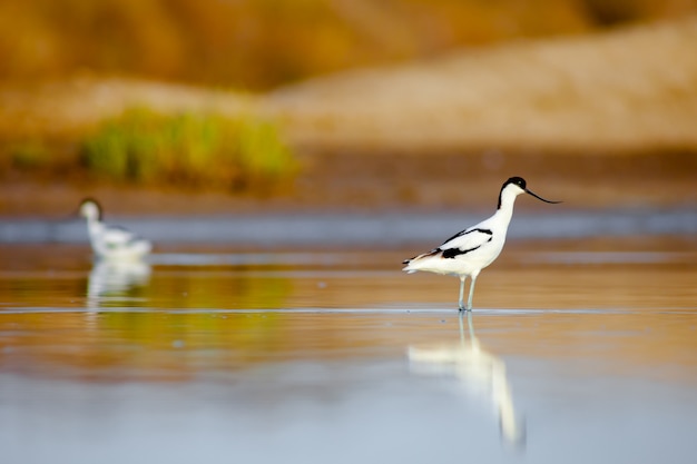 Pied Avocet, Recurvirostra avosetta