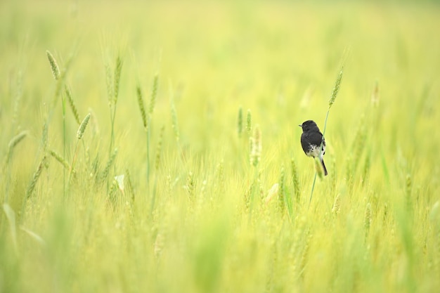 Foto pied bush chat bird en campos de trigo